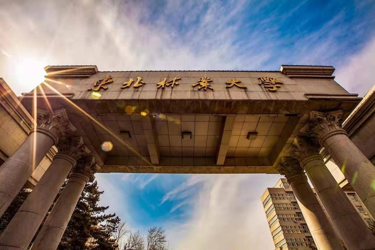 东北林业大学(东北林业大学教务系统登录入口)