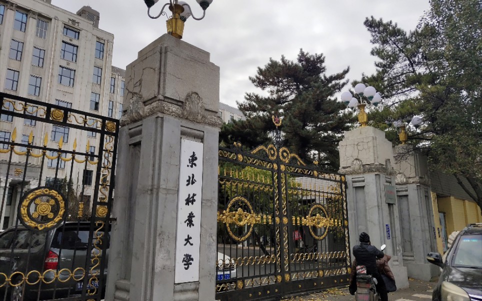 东北林业大学(东北林业大学教务系统登录入口)