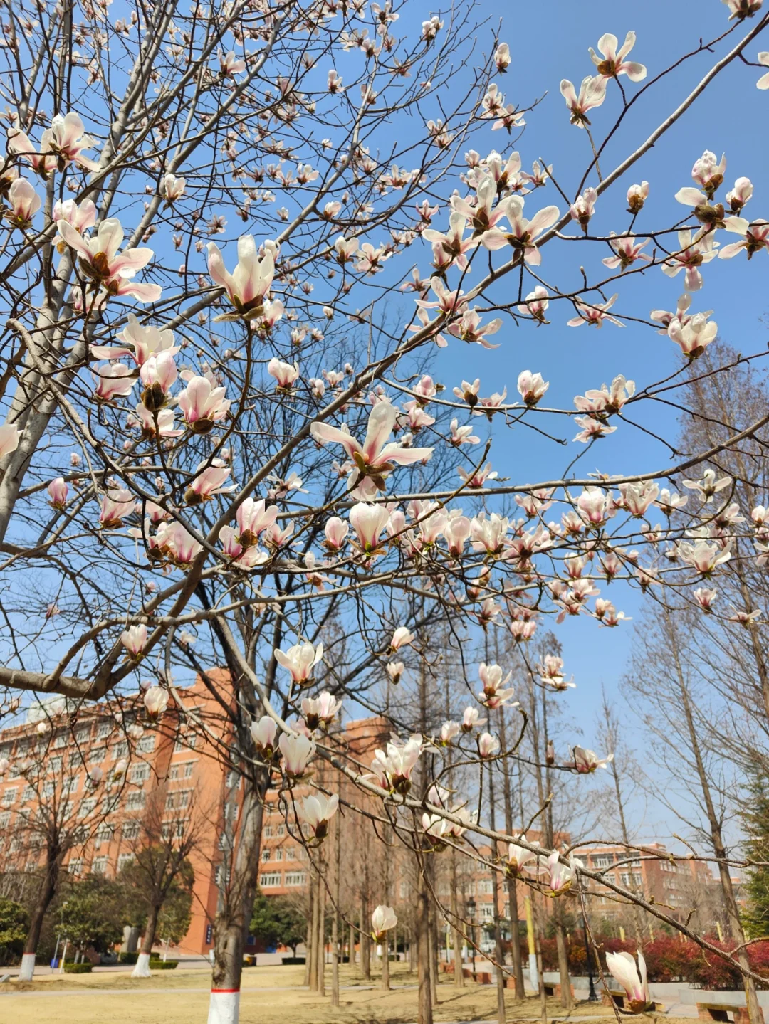 郑州大学(郑州大学第一附属医院)